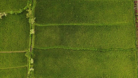 overhead drone view of green rice paddies in tetebatu, lombok. neatly divided fields and a rural village road with tropical vegetation and simple houses.