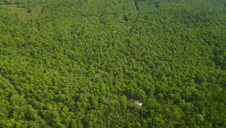 Wunderschöner-Dichter-Grüner-Wald-In-Osetnik-An-Der-Polnischen-Ostseeküste,-In-Der-Nähe-Des-Dorfes-Sasino,-Luftaufnahme