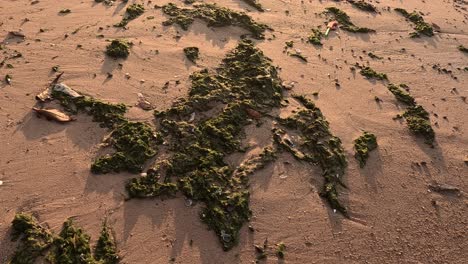 seaweed forms starfish shape on sandy beach