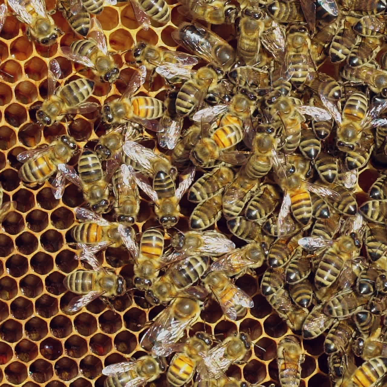 Working bees on honeycomb. Frames of a bee hive. Apiculture