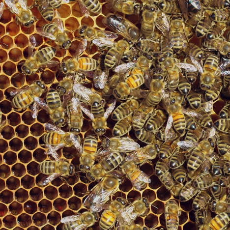 working bees on honeycomb. frames of a bee hive. apiculture