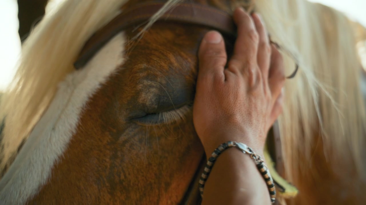La mano di un uomo accarezza il muso di un cavallo, un animale in Calabria all'aperto