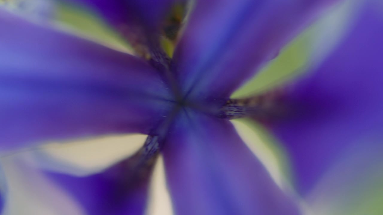 Violet blomst, der svajer i vinden