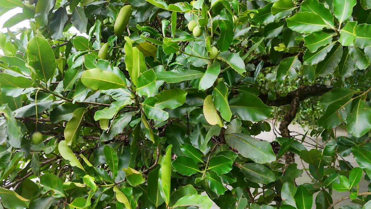 Vibrant green leaves and fruit sway gently in the tropical breeze, captured in Port Douglas, Australia