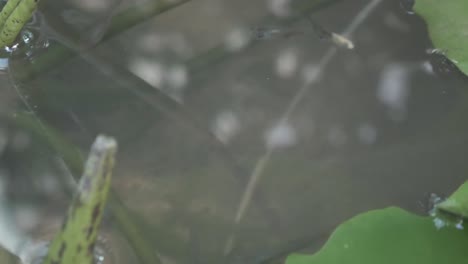 Guppy-Fish-and-Lotus-Leaf
Macro-Shot