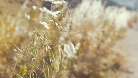 Grassamen-Wehen-Im-Frühling-Im-Wind