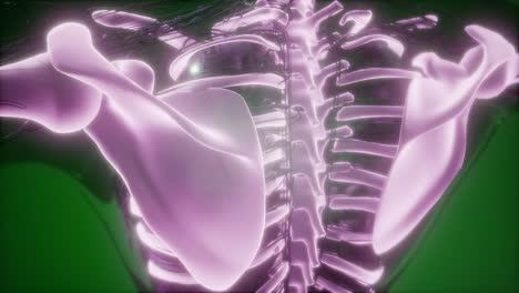 cuerpo humano con huesos esqueléticos visibles