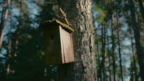 Cinematic shot of handmade wooden bird shelter hanging on tree trunk with sunlight highlighting texture, Slow motion
