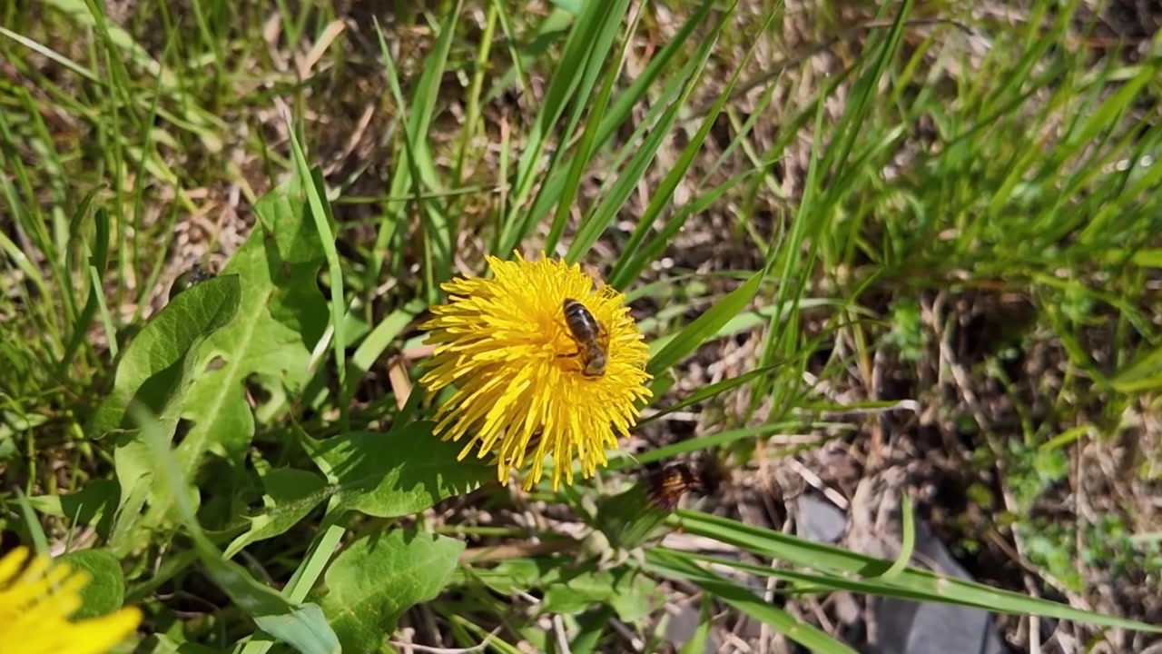 Ape mellifera che impollina un fiore di tarassaco giallo in un prato verde in una soleggiata giornata di primavera.