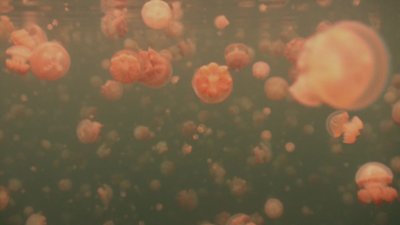 wide angle shot of jellyfishes drifting under the surface in Jellyfish Lake Palau Islands