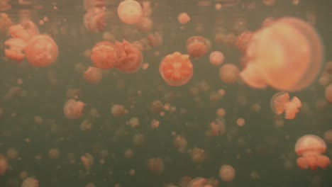 wide angle shot of jellyfishes drifting under the surface in jellyfish lake palau islands