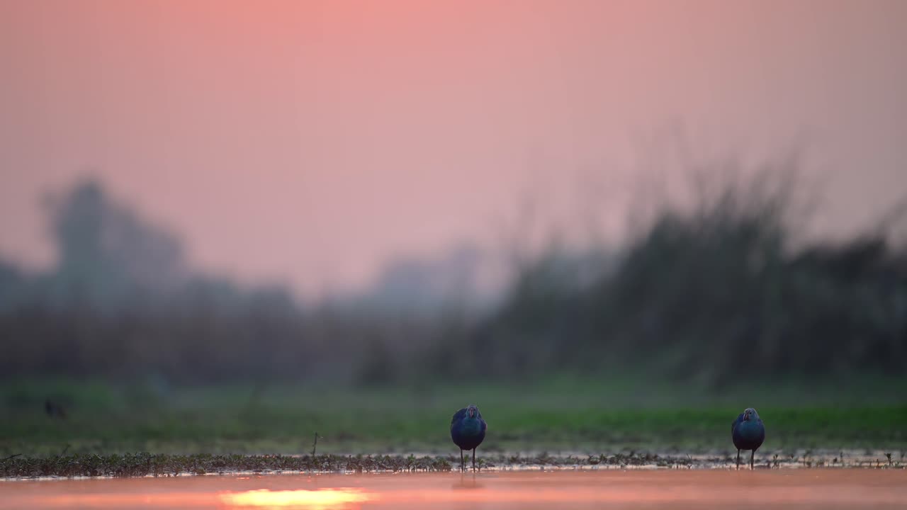 서부 늪지대 또는 보라색 moorhen 또는 porphyrio porphyrio는 습지 지역에서 일출을 먹습니다.