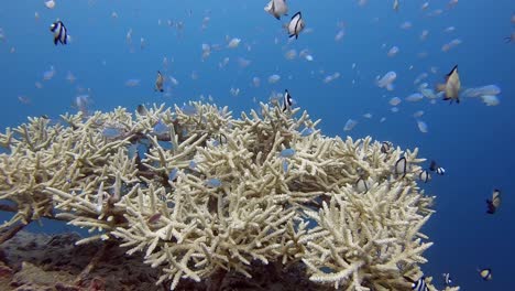 pequeño parche de coral dedo vivo con una variedad de pequeños peces de arrecife