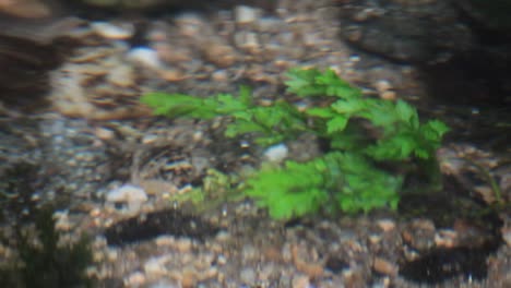 abstract underwatter green plant in a river