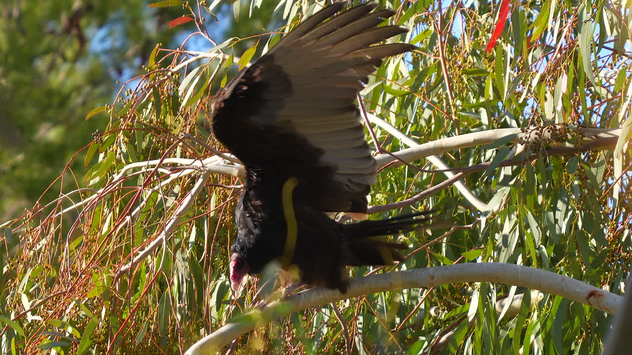 un buitre de pavo calienta sus alas al sol de la mañana - retrato aislado