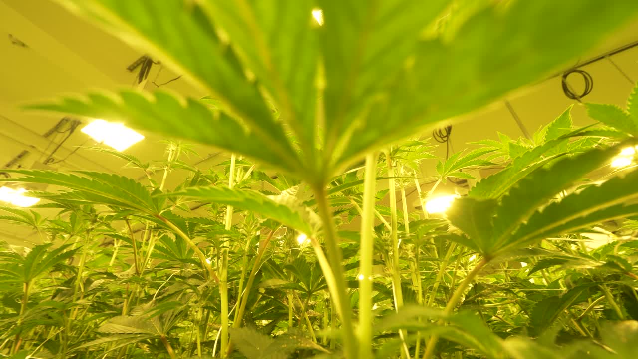 plantas de marihuana de interior crecen en casa, hojas de maceta altas bajo las luces de la casa de cultivo para tratamiento médico