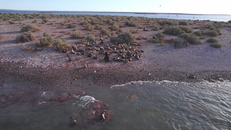 Drone-Pasando-Por-Una-Colonia-De-Lobos-Marinos-A-Lo-Largo-De-La-Playa-Donde-La-Mayoría-Descansa-Mientras-Algunos-Nadan-En-Bahía-Bustamante