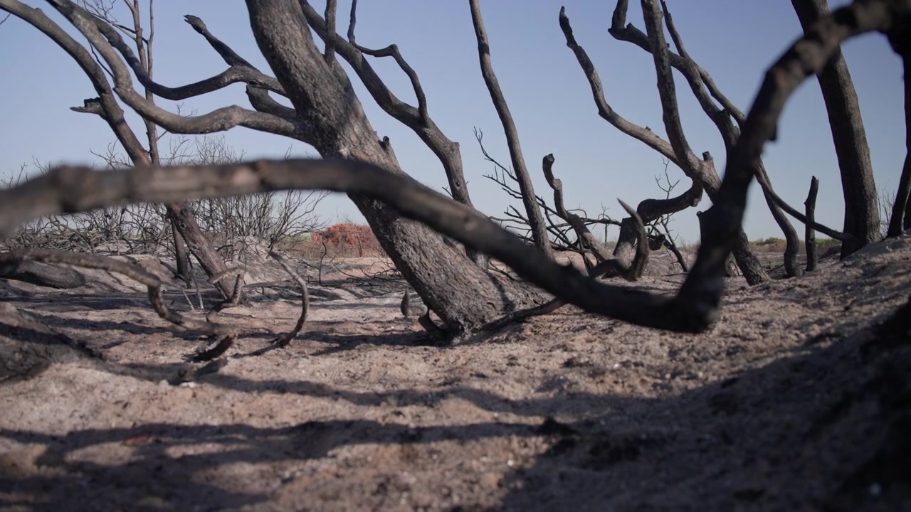 Una vista attraverso i rami di alberi carbonizzati rivela il vasto paesaggio bruciato della riserva naturale Devesa del Saler vicino a Valencia, ripresa in slow motion
