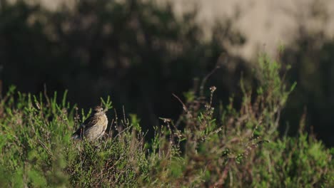 Sideways-view-of-tree-pipit-bird-on-top-of-branch-green-tree,-static,-day