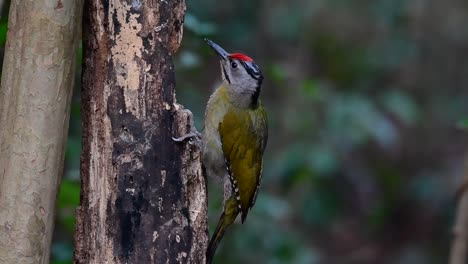 El-Pájaro-Carpintero-De-Cabeza-Gris-También-Se-Llama-Pájaro-Carpintero-De-Cara-Gris-Se-Encuentra-En-Muchos-Parques-Nacionales-En-Tailandia-Y-Es-Muy-Particular-En-La-Elección-De-Su-Hábitat-Para-Que-Prospere