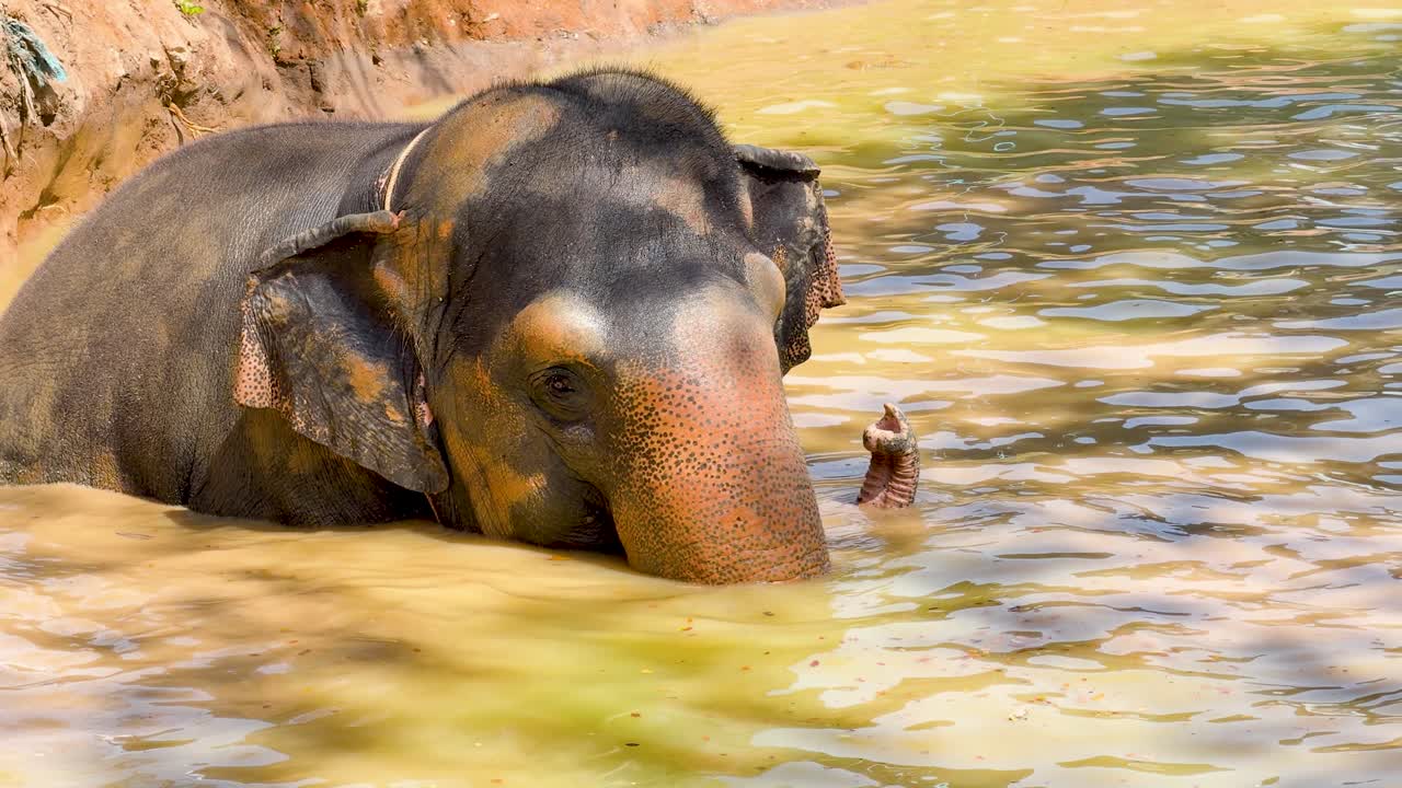 Un elefante asiatico si rinfresca facendo il bagno e nuotando in un fiume fangoso sotto la luce del sole
