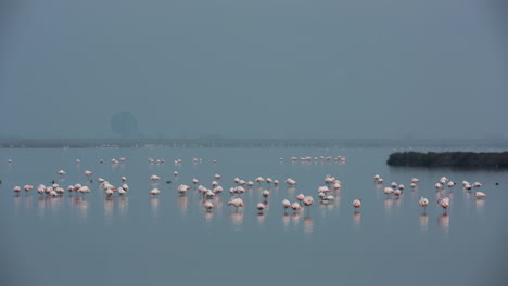 flamencos en aguas poco profundas del delta en invierno