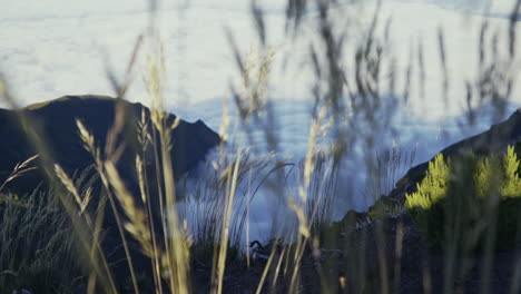 Rack-focus-from-valley-covered-in-low-lying-clouds-to-tall-grass-swaying-in-wind