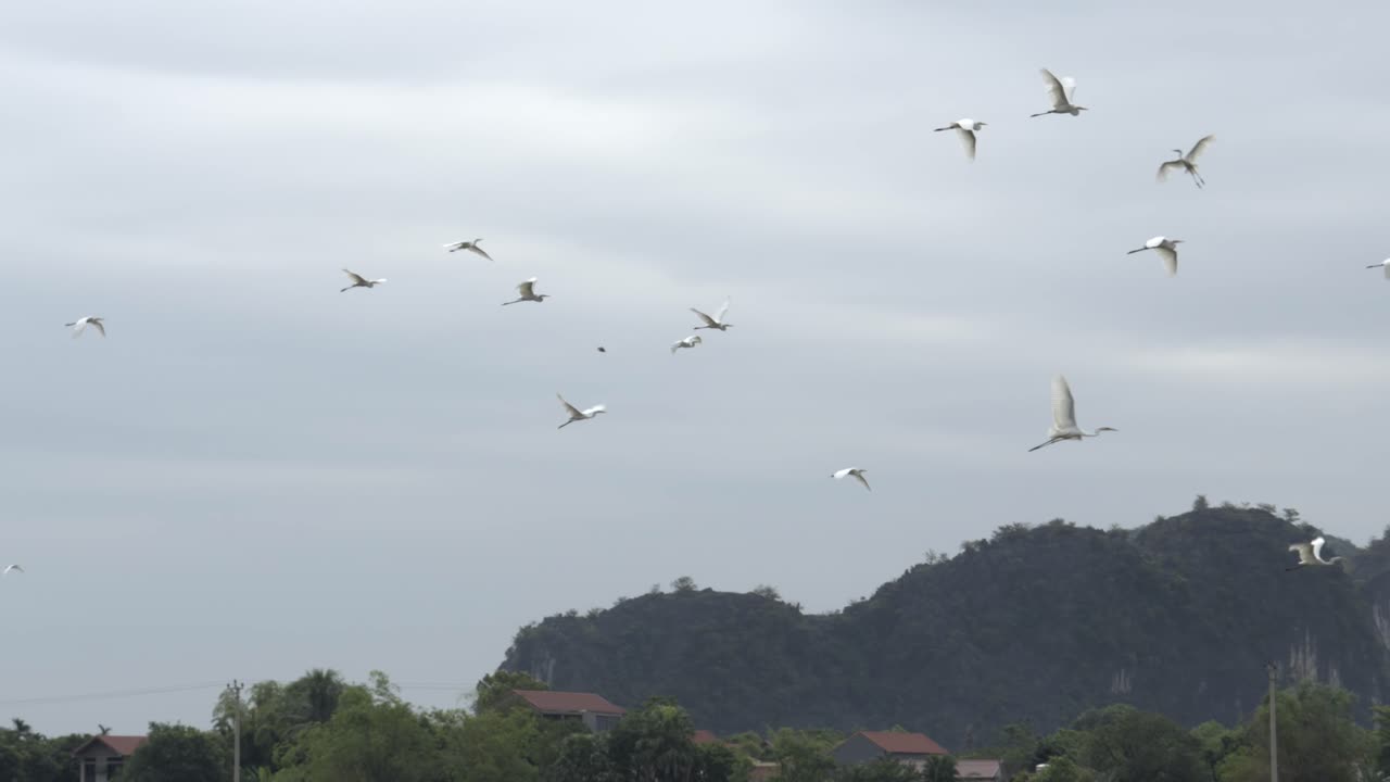베트남 코크 의 석회암 절벽 이 있는 푸른 풍경 위 에서 우아 하게 날아다니는 새 들