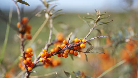 seaberry plants - close up view of a sea buckthorn fruits on the tree branches gently moving in the wind