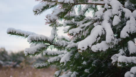 Snowy spruce tree needles at winter weather close up. Fir tree covered snow.