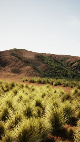 green grass growing in a desert landscape with hills in the distance