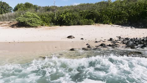 Sea-turtle-resting-on-sandy-beach-in-Maui