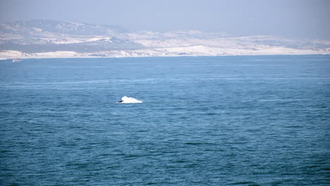 whale slaps its tail numerous times against sea surface, telephoto shot