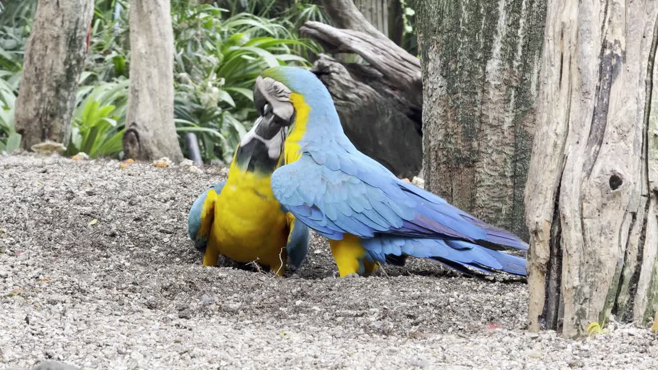 colorful parrot Species Blue and yellow