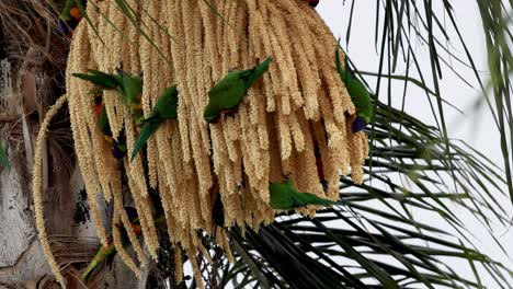 colorful lorikeet interacts with blooming palm flowers.