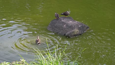 Patos-Nadando-En-Un-Estanque-De-Jardín-De-Estilo-Japonés