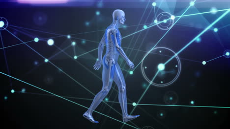 animation of network of connections over human body model