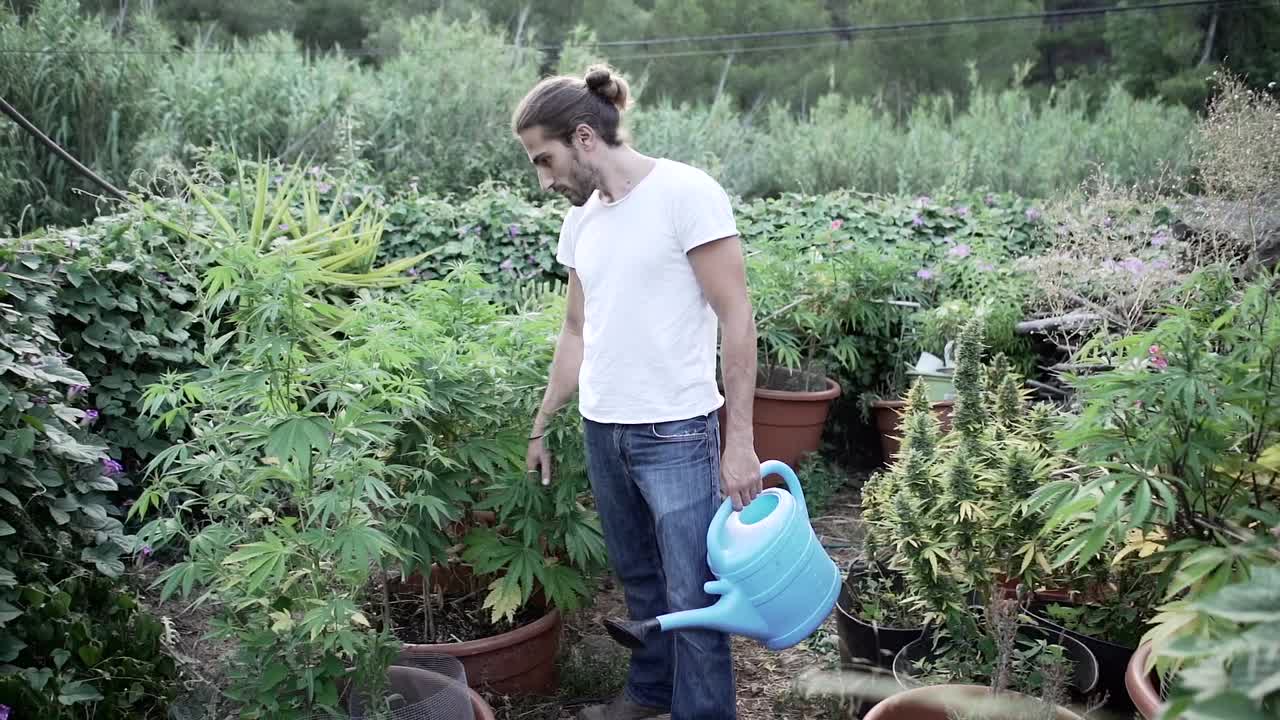 Man watering cannabis plants in a garden