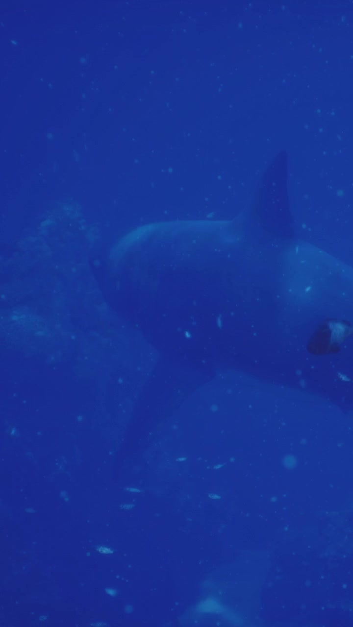 Squalo che nuota nelle acque blu dell'oceano durante il giorno vicino a una barriera corallina.