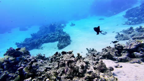 Tropische-Fische-Schwimmen-Im-Blauen-Meerwasser-über-Dem-Meeresboden-Eines-Korallenriffs