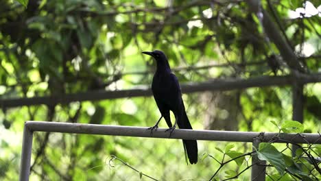 great-tailed grackle blackbird resting on a fence in costa rica, close up shot