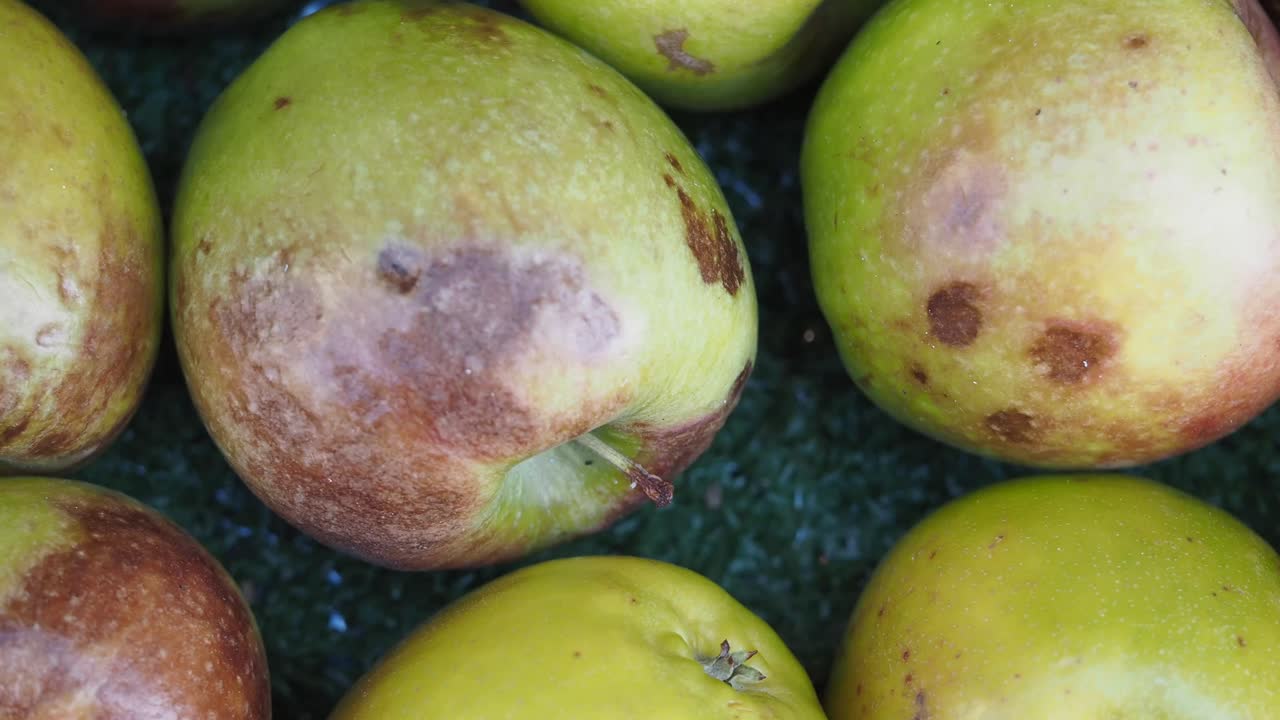 primer plano de las manzanas verdes