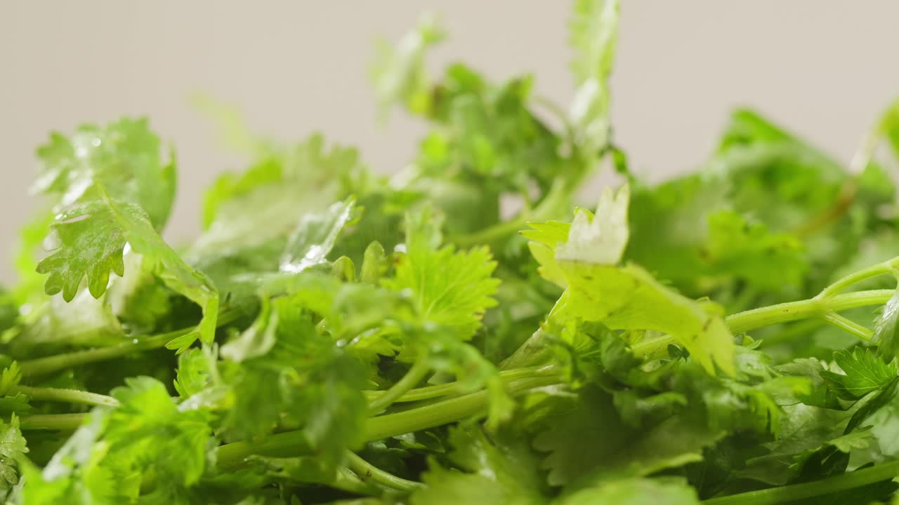 Cilantro parsley cutting by knife close up, chef chop cut coriander aromatic, traditional asian and Mexican cuisine herb studio shot. High quality 4k footage