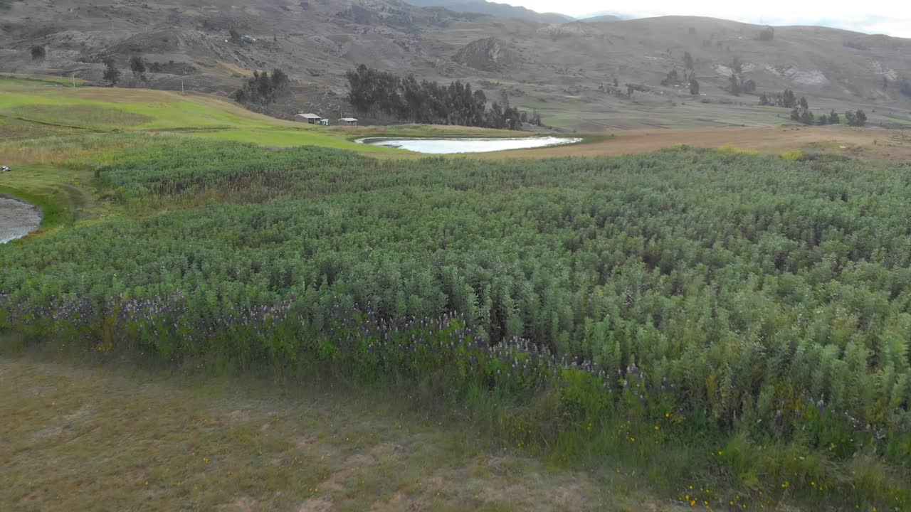 wilcacocha lake, anchash, huaraz peruvian andes, rare beans plants in the andes, aerial dolly in over plants