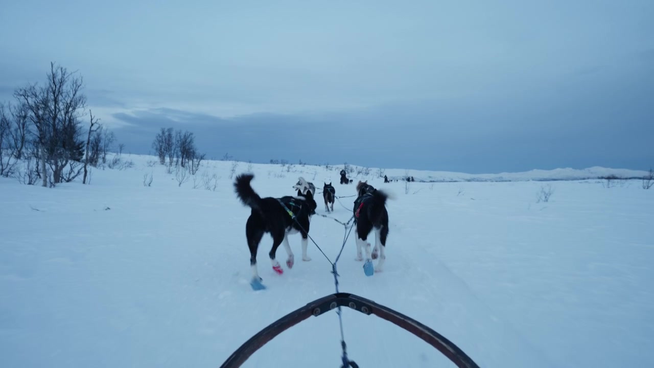 Ponto de vista andando atrás de uma equipe de huskies pela natureza selvagem ártica nevada na Noruega