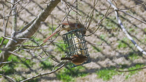 hembra cardenal del norte y carolina wren compartiendo una comida en un comedero para pájaros sebo durante el invierno tardío en carolina del sur