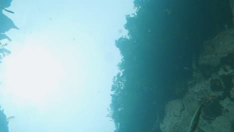 japanese ayu sweetfish (plecoglossus altivelis) migrating in freshwater river