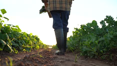 Vista-Trasera-Del-Hombre-Agricultor-Que-Lleva-La-Cosecha-Con-Botas-De-Goma-En-El-Campo-Verde-En-Los-Rayos-Del-Sol-Al-Atardecer