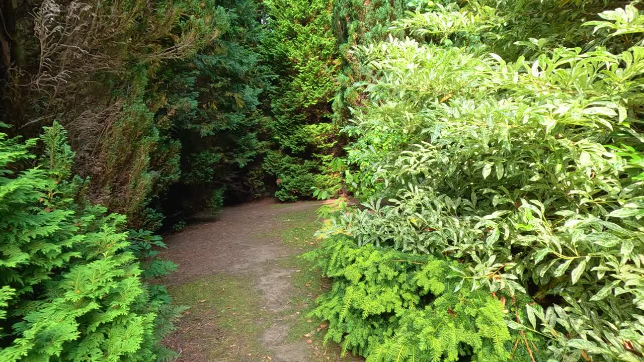A steady camera moves along a winding dirt path surrounded by lush green foliage in a sunlit botanical garden, creating a tranquil, immersive atmosphere