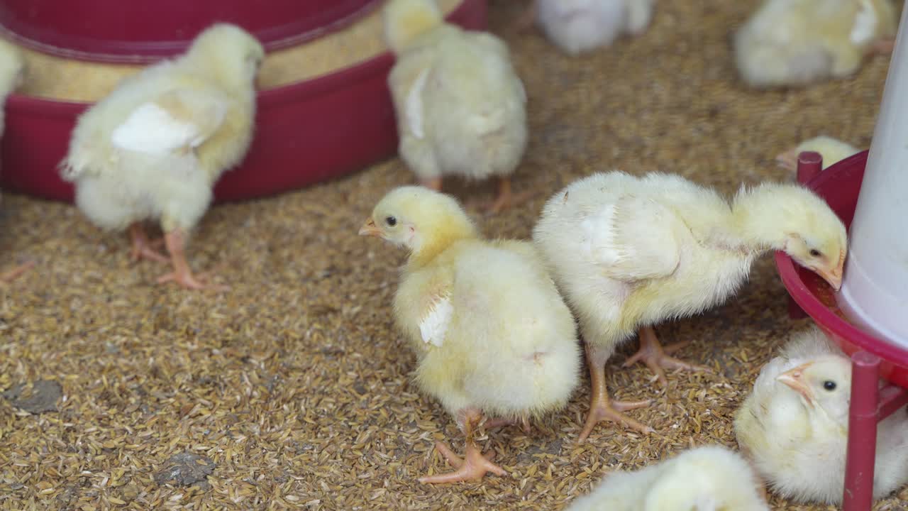 There are baby chickens in the poultry farm.